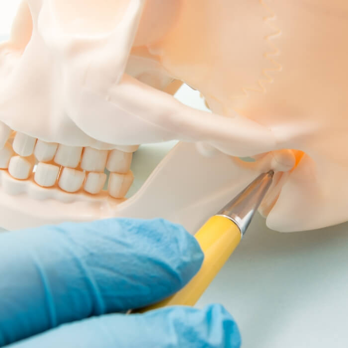 Skull model used to describe equilibration and occlusal adjustments